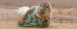 Sono tantissimi gli animali marini che soffrono a causa della plastica abbandonata in mare